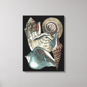 Seashell-Anthologie Leinwanddruck