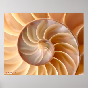 Seashell Architecture Poster