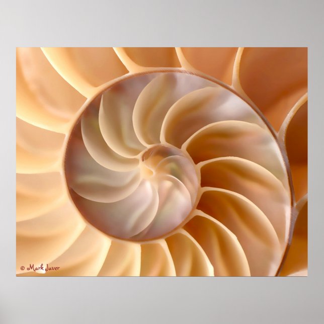 Seashell Architecture Poster (Vorne)