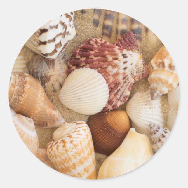 Seashell-Arrangement Runder Aufkleber (Vorderseite)