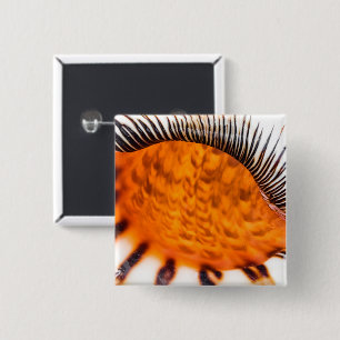 Seashell Button