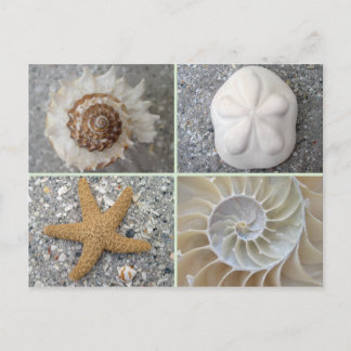 Seashell Collage Postkarte