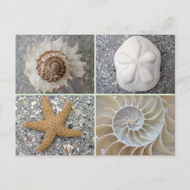 Seashell Collage Postkarte (Vorderseite)
