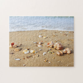 Seashell Collection