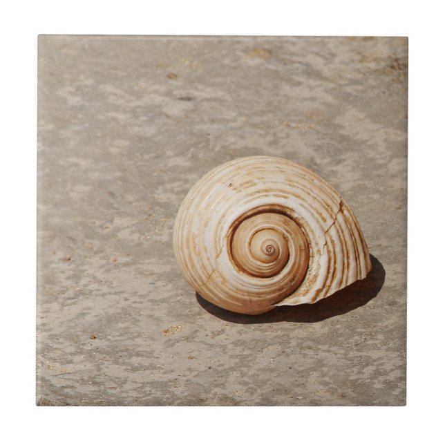 SeaShell Fliese (Vorderseite)