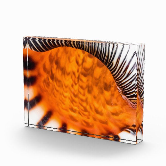 Seashell Fotoblock (Rechts)