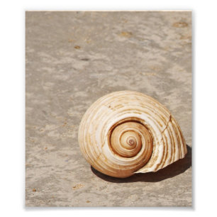 SeaShell Fotodruck