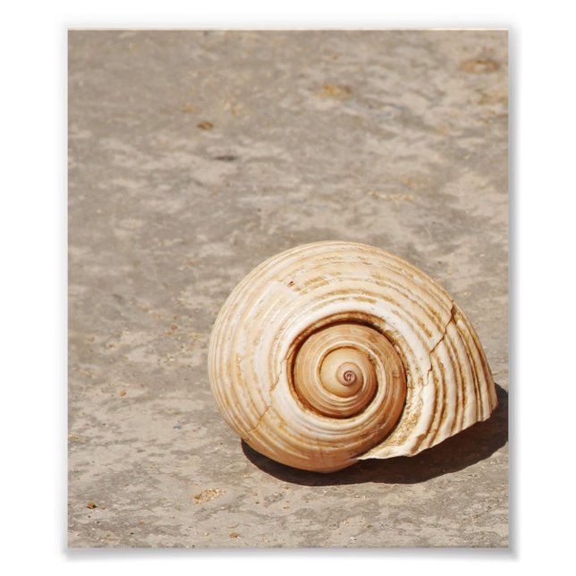 SeaShell Fotodruck (Vorne)