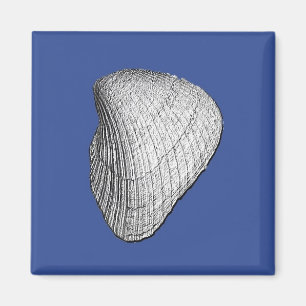 Seashell Magnet