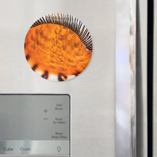 Seashell Magnet