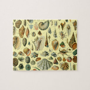 Seashell Muschel Mollusk Clam