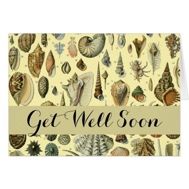 Seashell Muschel Mollusk Clam (Vorderseite (Horizontal))