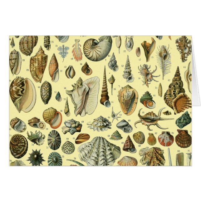 Seashell Muschel Mollusk Clam (Vorderseite (Horizontal))