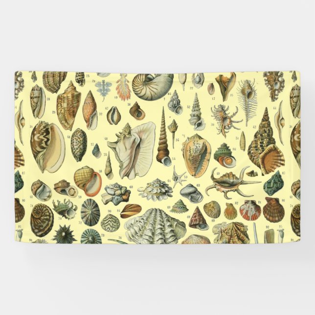 Seashell Muschel Mollusk Clam Banner (Horizontal)