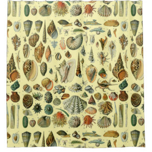 Seashell Muschel Mollusk Clam Duschvorhang
