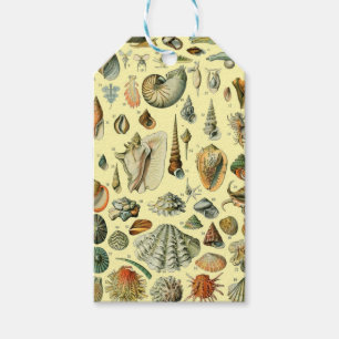 Seashell Muschel Mollusk Clam Geschenkanhänger