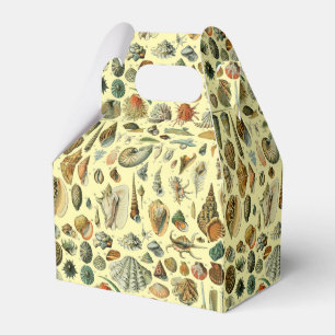 Seashell Muschel Mollusk Clam Geschenkschachtel