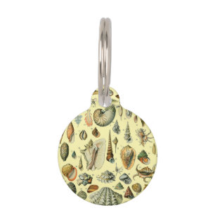 Seashell Muschel Mollusk Clam Haustiermarke