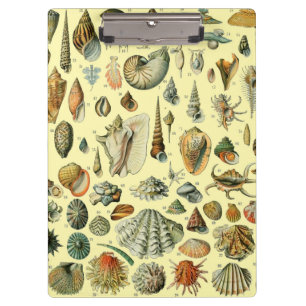 Seashell Muschel Mollusk Clam Klemmbrett