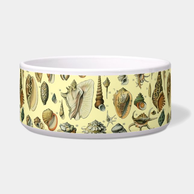 Seashell Muschel Mollusk Clam Napf (Vorderseite)