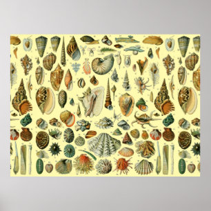 Seashell Muschel Mollusk Clam Poster