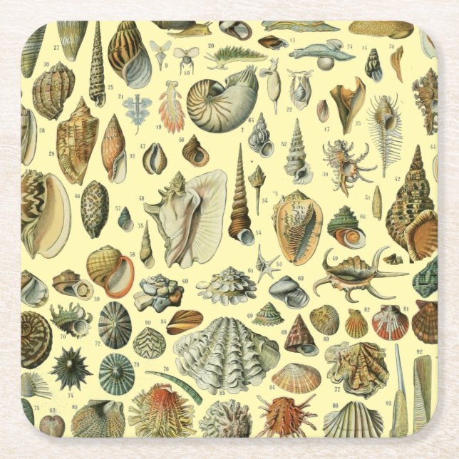Seashell Muschel Mollusk Clam Rechteckiger Pappuntersetzer (Vorderseite)