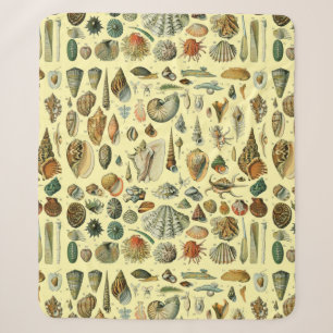 Seashell Muschel Mollusk Clam Sherpadecke