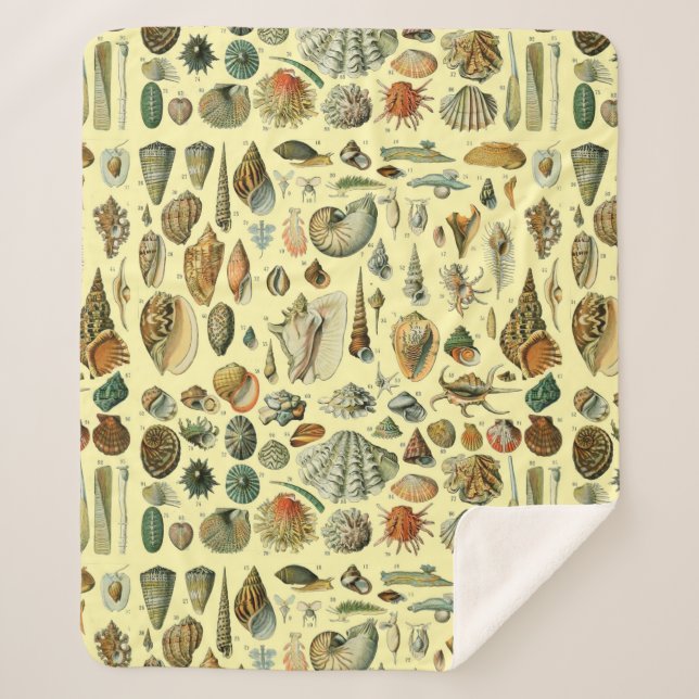 Seashell Muschel Mollusk Clam Sherpadecke (Vorderseite)