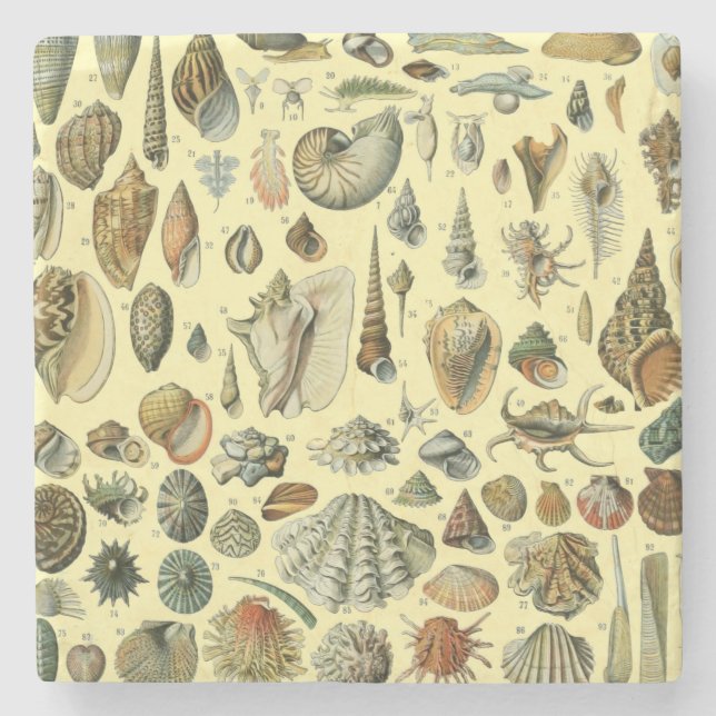 Seashell Muschel Mollusk Clam Steinuntersetzer (Vorderseite)