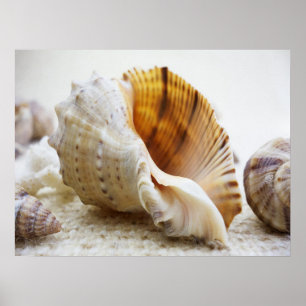 Seashell, Nautical, Beach, Summer, Custom Poster