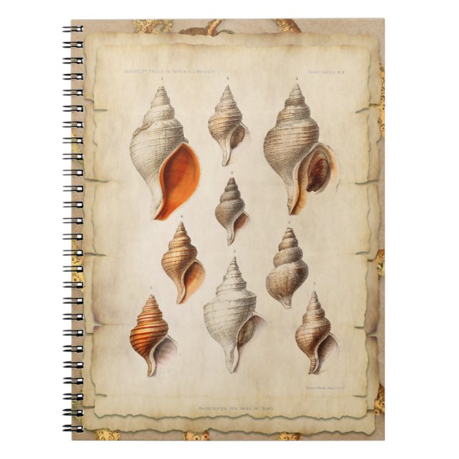 Seashell of the Deep Notizblock (Vorderseite)