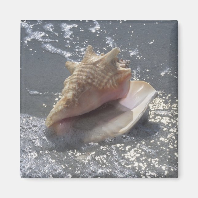 Seashell on Beach | Insel Sanibel, Florida Magnet (Vorne)