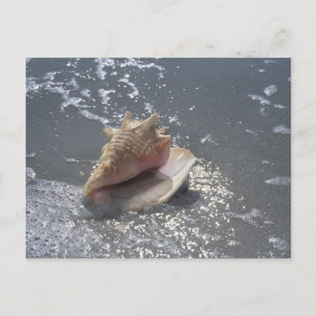 Seashell on Beach | Insel Sanibel, Florida Postkarte (Vorderseite)