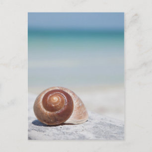 Seashell on Beach St. Petersburg, Fl. Postkarte