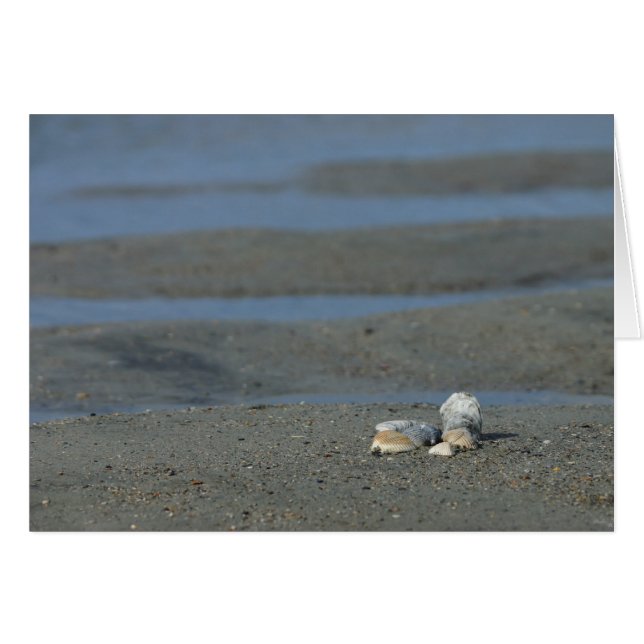 Seashell Pile (Vorderseite (Horizontal))