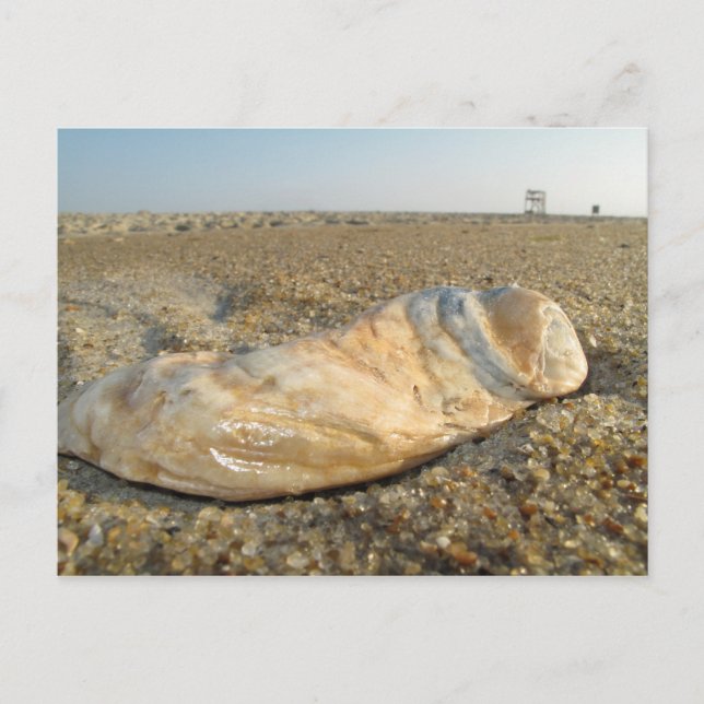 Seashell Postcard Postkarte (Vorderseite)
