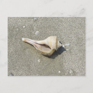 Seashell Postkarte