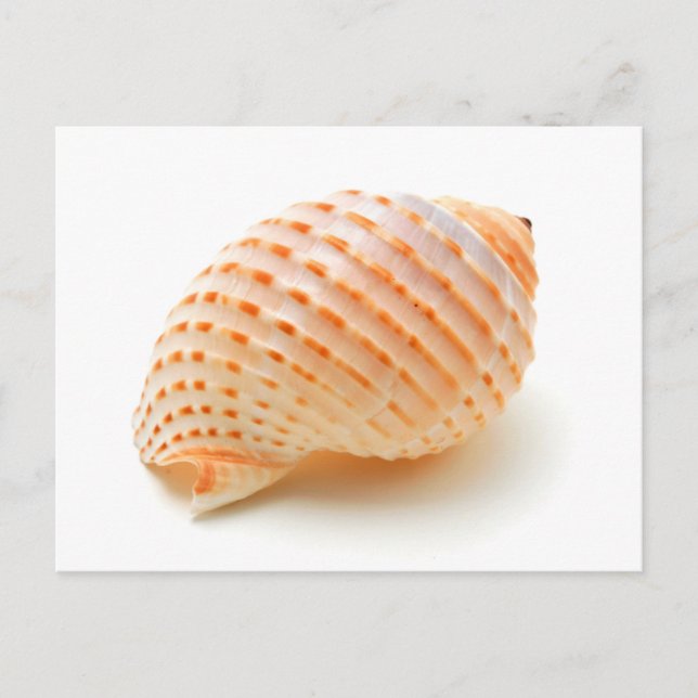 Seashell Postkarte (Vorderseite)