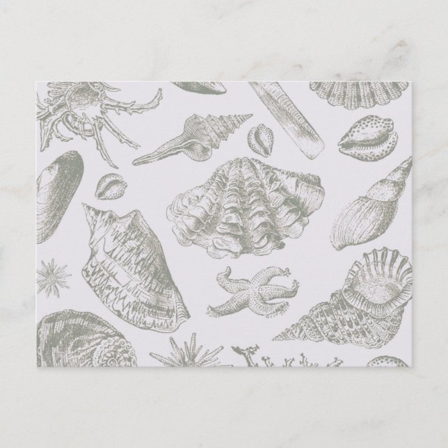 Seashell Soft Antique Art Beach Muscheln Postkarte (Vorderseite)