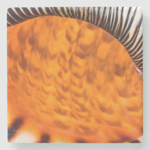 Seashell Steinuntersetzer