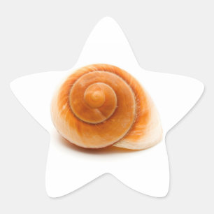 Seashell Stern-Aufkleber