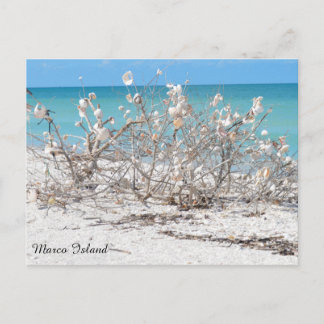 Seashell Tree auf Marco Island Postkarte
