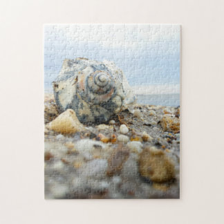 Seashell u. Kiesel