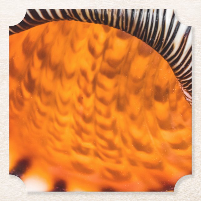 Seashell Untersetzer (Vorderseite)