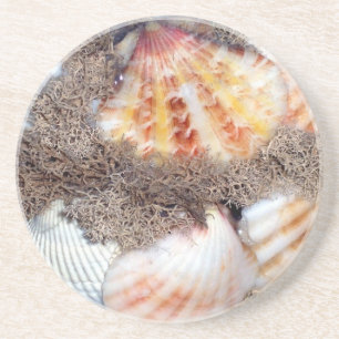 Seashells 2 getränkeuntersetzer