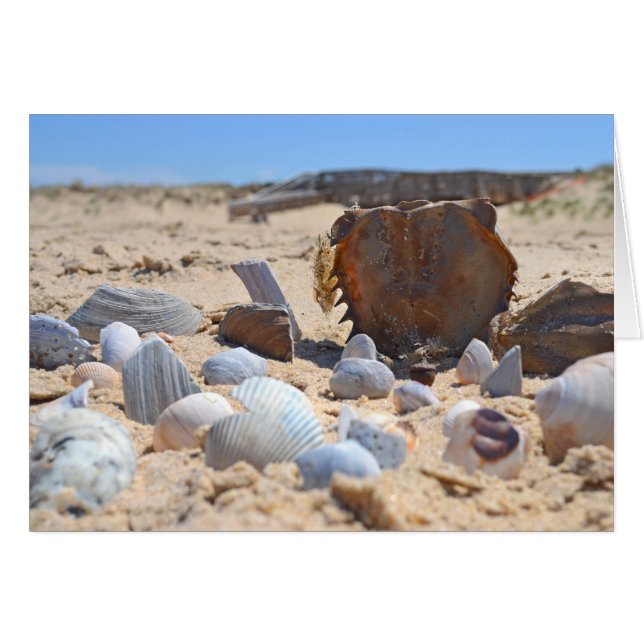 Seashells am Strand von Shirley Taylor (Vorderseite (Horizontal))