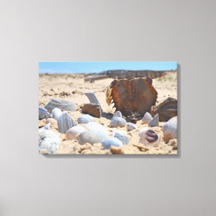 Seashells am Strand von Shirley Taylor Leinwanddruck