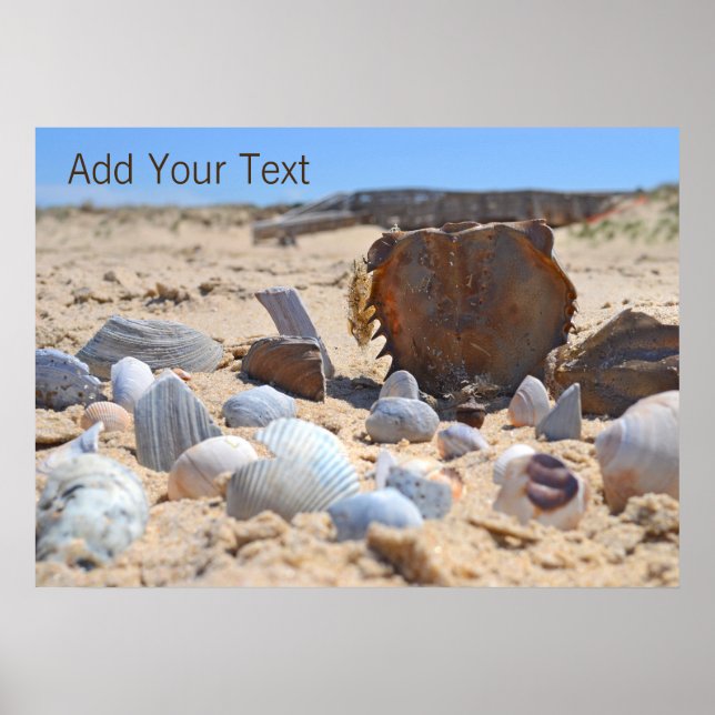 Seashells am Strand von Shirley Taylor Poster (Vorne)
