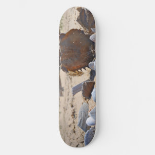 Seashells am Strand von Shirley Taylor Skateboard