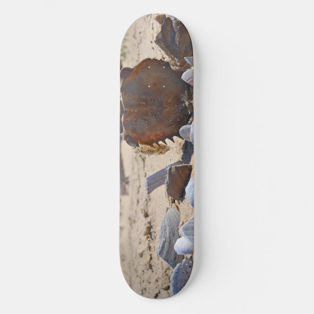 Seashells am Strand von Shirley Taylor Skateboard (Vorderseite)